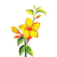 gul allamanda akvarell illustration av tropisk blomma vektor
