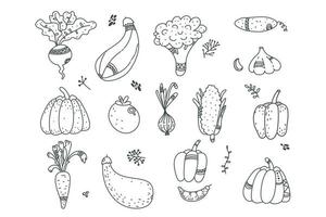 söt linje doodle set grönsaker, morot, vitlök, lök, pumpa, zucchini, betor, peppar, tomat, gurka. illustration för säsongsbetonad design, textil, dekoration barn eller gratulationskort. vegan. skörda vektor