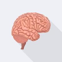 Gehirn. menschliches inneres Organ vektor