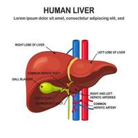 mänsklig lever isolerad på bakgrunden. inre organ. gallblåsa, aorta, portven, leverkanal. medicinsk vetenskap anatomi. vektor platt design