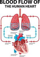 diagram som visar blodflödet av mänskligt hjärta vektor