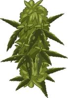 Cannabispflanze auf weißem Hintergrund vektor