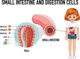 Diagramm, das Dünndarm und Verdauungszelle zeigt vektor