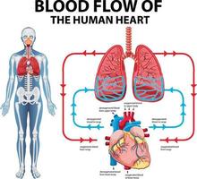 Diagramm, das den Blutfluss des menschlichen Herzens zeigt vektor