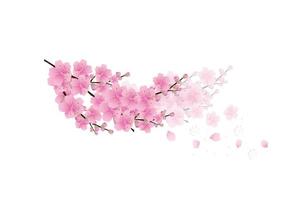 sakura blommor bakgrund. körsbärsblom isolerade vit bakgrund vektor