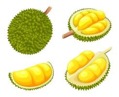 satz frischer ganzer und halber durian-illustration lokalisiert auf weißem hintergrund vektor