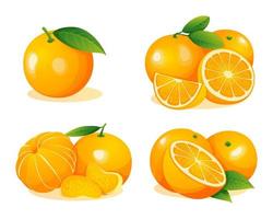 uppsättning färska orange frukter hela, halva och skära skiva illustration isolerad på vit bakgrund vektor