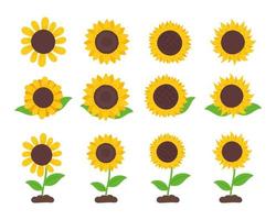 blommande gula solrosor fulla av solrosfrön inuti för att dekorera välkomstkort vektor