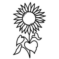 Pflanze, Anlage. schöne blühende sonnenblume mit blättern. Vektor-Illustration. Hand linear im Doodle-Stil gezeichnet. für Design, Dekor und Dekoration vektor