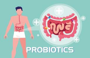 människokropp med probiotika och matsmältningssystem vektor