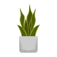 vektor illustration av sansevieria. inomhus blomma i kruka isolerad på vit bakgrund.