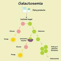 Galaktosämie-Krankheitsweg vektor