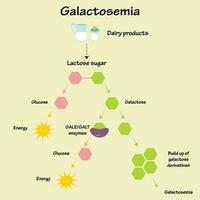 galaktosemi sjukdomsväg vektor