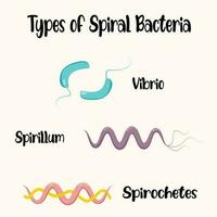 Morphologie spiralförmiger Bakterien vektor