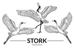 set storch vogel fliegende tropische karikatur wildvögel krane handgezeichnet vektor