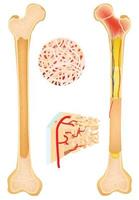 Anatomie des Knochens, langer Knochen vektor