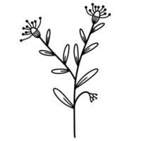 ein Zweig mit Blättern und Blütenständen. Vektorsymbol isoliert auf weißem Hintergrund. handgezeichneter Zweig. Wildes Gras, schwarzes Gekritzel. Feldpflanze Umriss vektor