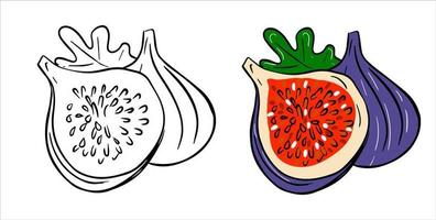 fikon tecknad illustration. skuren och hel fikon med bladsammansättning vektor