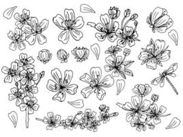 Kirschblüten-Set. Sammlung von Sakura-Blüten. Schwarz-Weiß-Zeichnung von Frühlingsblumen. Strichzeichnungen. Tätowierung. vektor