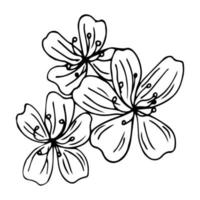 handgezeichnete Sakura-Blüte und Blätter isoliert auf weißem Hintergrund. botanische Illustration des Vektors. handgezeichnete Apfelblüte. vektor