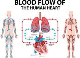 diagram som visar blodflödet av mänskligt hjärta vektor