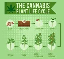 den Lebenszyklus der Cannabispflanze