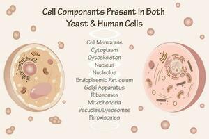 konservierte Zellbestandteile in Hefe und menschlichen Zellen vektor