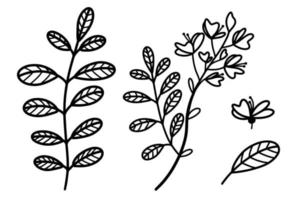 Reihe von Vektorgrafiken von Akazien. Äste, Blätter, Blüten von silbriger Akazie. handgezeichnete botanische skizze. dünne Pflanzenumrisse, schwarzes Gekritzel. isolierte Darstellung eines Baums vektor