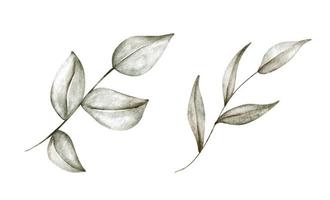 Reihe von grünen Zweigen mit Blättern. aquarellillustration. vektor
