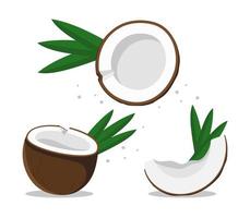 Kokosnuss-Satz von drei verschiedenen Typen, Vektorgrafik einzeln auf weißem Hintergrund