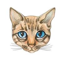 Katzengesicht. Aquarell. Vektor-illustration Vollblutkatze. vektor