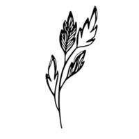 zarte Schwarz-Weiß-Skizze von Blättern. vektorillustration im handgezeichneten stil. vektor