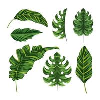 Set tropische Palme exotische Blätter vektor