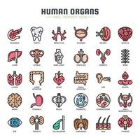 Menschliche Organe dünne Linie Symbole vektor
