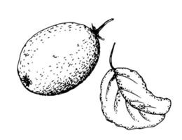 vektor bläck ritning i gravyr stil. kiwi med blad isolerad på en vit bakgrund. ekologisk hälsosam frukt, vitamin, ekoprodukt, etikett, förpackning.