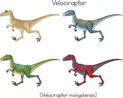 velociraptor i fyra färger vektor