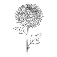 handgezeichnete Chrysanthemenblume. vektor