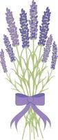Lavendelstrauß mit lila Schleife gebunden vektor