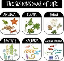 Diagramm, das sechs Königreiche des Lebens zeigt vektor