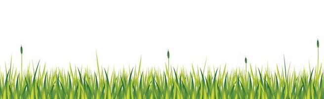 realistisches grünes gras mit schilf isoliert auf weißem hintergrund - vektor