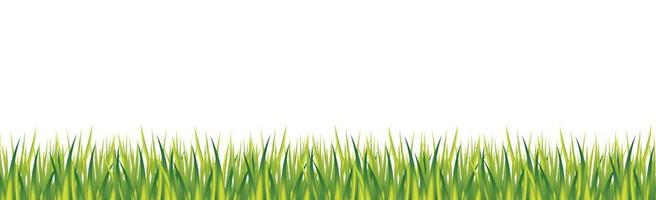 realistiskt grönt gräs på vit panoramabakgrund - vektor