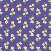 Nahtloses Muster aus weißen Kamillenblüten mit grünen Blättern auf violettem Hintergrund. Druck mit Feldpflanzengänseblümchen. flache vektorillustration vektor