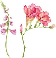 botanischer satz von zweigen der rosa blumenaquarellillustration. vektor