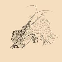 paradisfågel skiss illustration ritning vektor djur