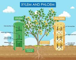 diagram som visar xylem och floemväxt vektor