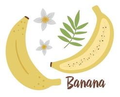 vektor banan ClipArt. djungel frukt illustration. handritad platta exotiska växter isolerad på vit bakgrund. ljusa barnsliga hälsosamma tropiska sommarmat illustration.