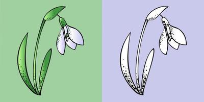 uppsättning illustrationer, delikat snödroppe blomma färg och monokrom vektor