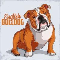 Englische Bulldogge der netten Hunderasse, die in voller Länge lokalisiert auf weißem Hintergrund sitzt vektor