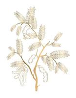 Vektor goldene Tamarinde auf weißem Hintergrund
