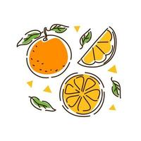 saftiges Orangenset. Zitrusfrüchte, Orangenscheiben, Mandarine im Outline-Stil. Vektor-Illustration. vektor